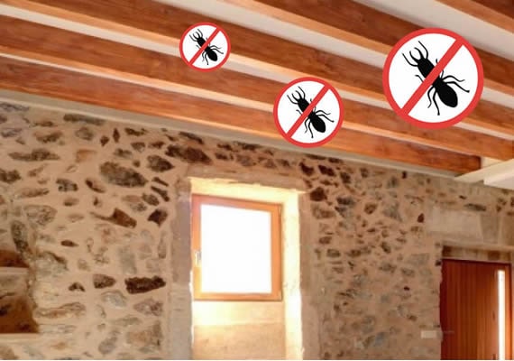 tratamientos contra termitas mallorca