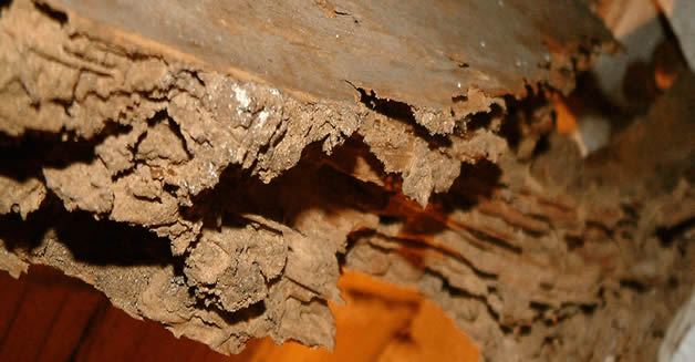 Madera de una viga vaciada por termitas