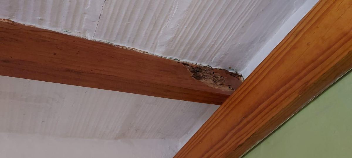 Viga de madera con la cabeza dañada junto al muro